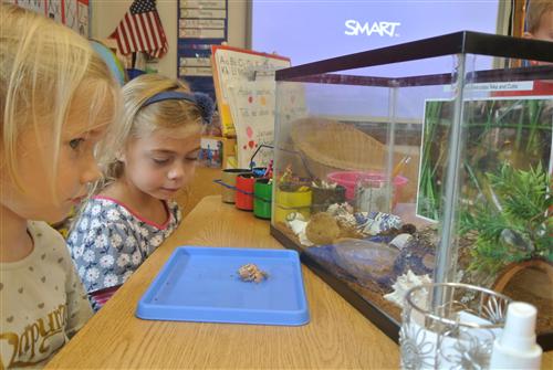 hermit crab 